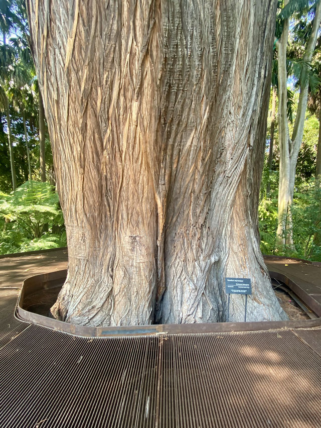 享受南半球的春天🌺🪴墨爾本皇家植物園