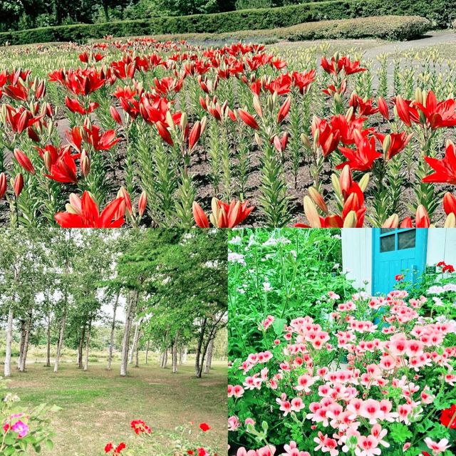 Yurigahara Park🪷🌷🌺🥀🌹💐💐