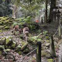 Meet the Nara Deers that bows and greets: Konnichiwa! 