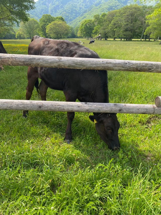 【戸隠】戸隠にある最強牧場🐮🔥