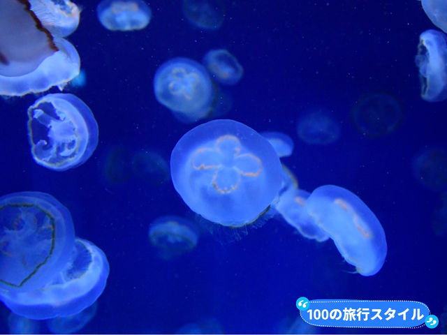 【神奈川🇯🇵】新江ノ島水族館🪼