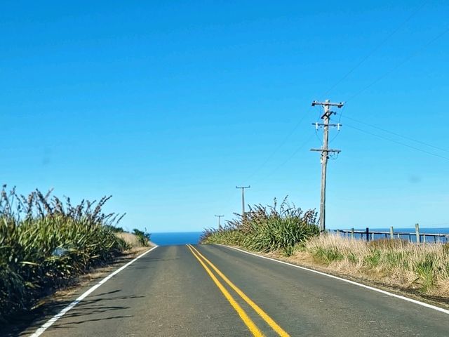 紐西蘭南島 海狗成群的絕美祕境