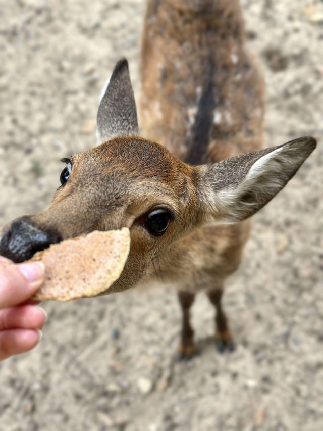 Family Fun at Nara Park, Japan! 🦌🌿