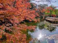 Redleaves in Tokugawa Garden