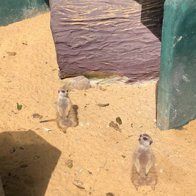 สวนสัตว์บนเขาใหญ่ 🦒 🦓 🦔 
