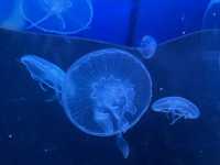 Manila Ocean Park