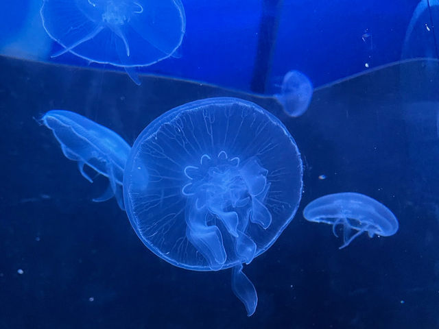 Manila Ocean Park