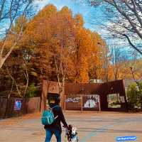 Seoul Grand Park in autumn is pure magic!