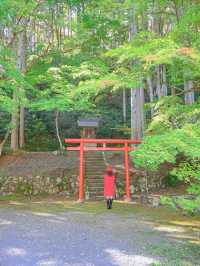 【兵庫】秋の映え写真、マストスポット🎨 🍁