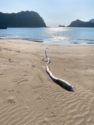 【延岡】適合闔家同樂的海水浴場