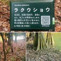 紅葉が見事だった【篠栗九大の森】森林浴で癒されました