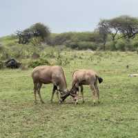Magnificent Antelope at Nguuni