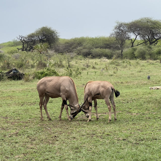 Magnificent Antelope at Nguuni