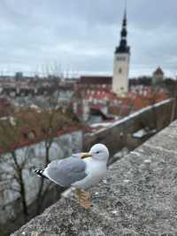 A Journey Through Time: Exploring Tallinn’s Old Town