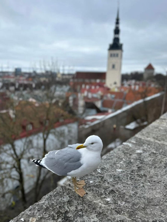 A Journey Through Time: Exploring Tallinn’s Old Town