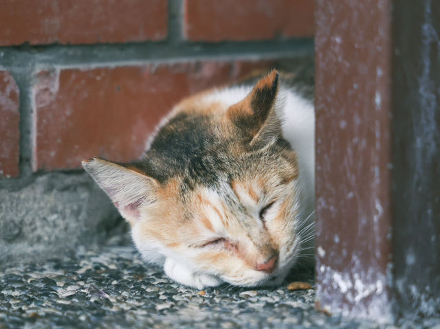 瑞芳猴硐貓村🐱台灣最可愛的貓貓都在這裡了吧！