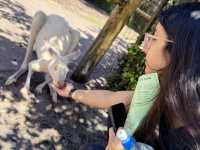Close Encounters at Caversham Wildlife Park: Kangaroos, Koalas, Wombats and More