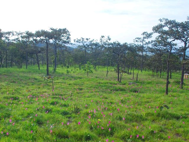 ชมทุ่งดอกกระเจียว ที่อุทยานแห่งชาติไทรทอง