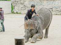 泰國最好玩嘅動物園HuaHin safari adventure zoo@Thailand 