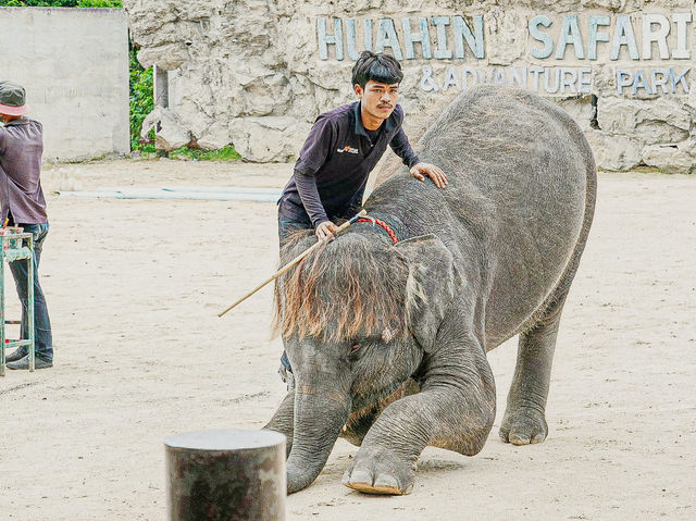 泰國最好玩嘅動物園HuaHin safari adventure zoo@Thailand 