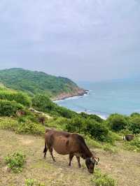 Tap Mun Grass Island Hike 🏝️🥾