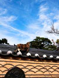 韓國大邱_秋意必訪 桐華寺Donghwasa Temple