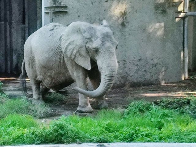 Khám phá thế giới động vật tại Sở thú Shoushan, Cao Hùng