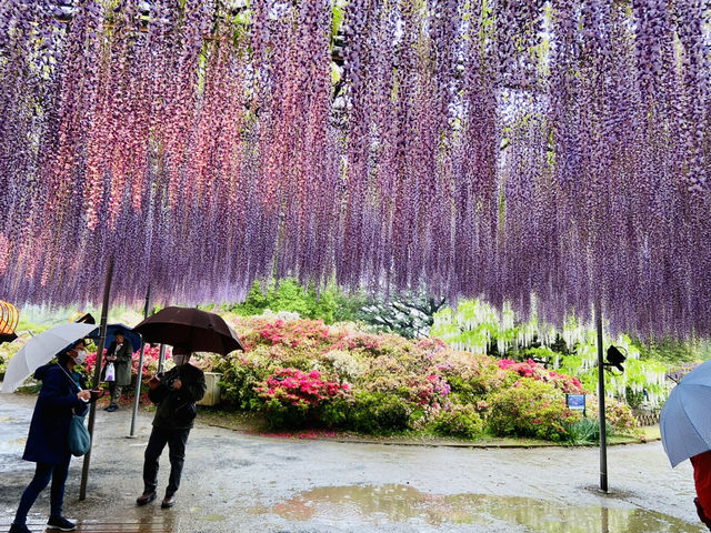 🇯🇵 東京近郊紫藤花💜