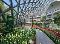ทิวลิปบานที่ระยอง