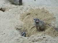 Nature in the City: Exploring Hong Kong Zoo and Botanical Gardens