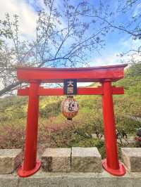 新北｜不用飛日本 三峽大熊櫻花林香水櫻花滿開 染井吉野接力