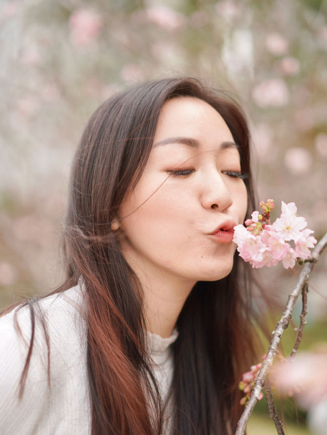 香港城門河畔尋找櫻花之旅🌸