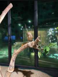 ナマケモノの餌やりが楽しめる！沖縄水族館
