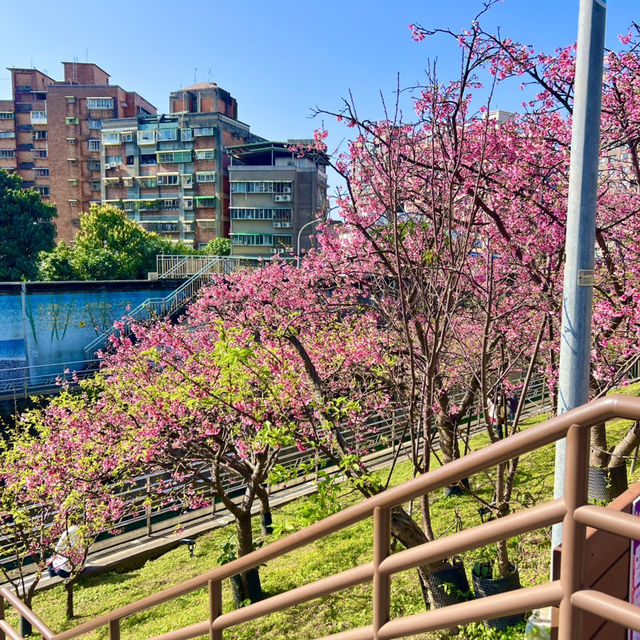 ชมดอกซากุระบานที่สวนเล่อฮวอ(Lohas Park)