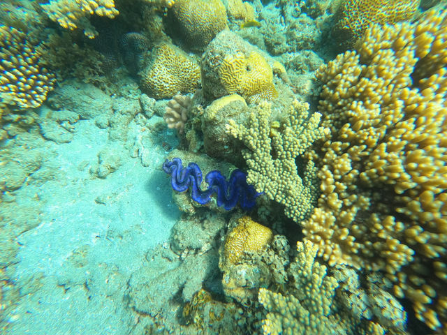 小笠原父島