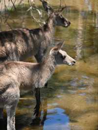 Currumbin Wildlife Sanctuary