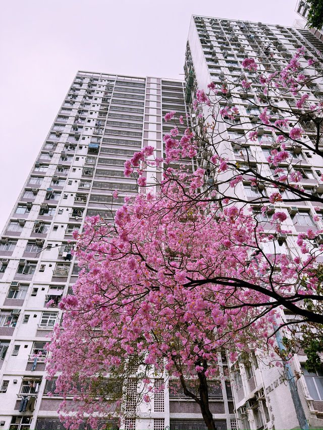 🌸 葵芳邨的粉紅夢幻：風鈴木櫻花之旅 🌸