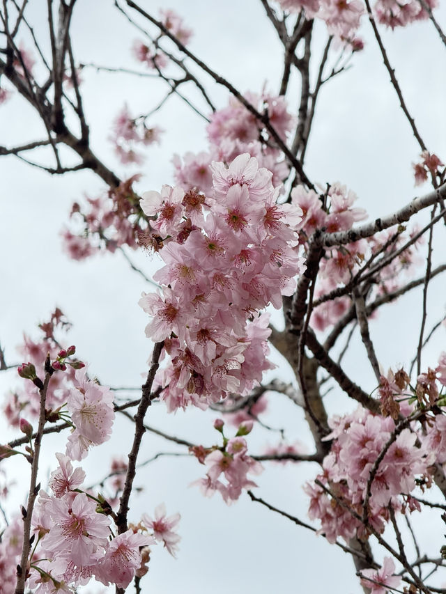 櫻花盛開河畔 香港石門安景街公園🌸 #香港櫻花