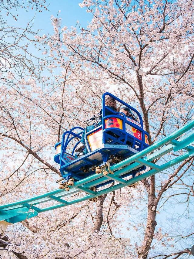 벚꽃사이를 달리는 하늘자전거가 있는 수성랜드🌸