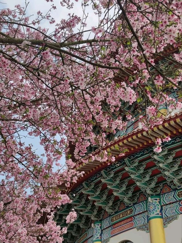 天元宫粉白吉野櫻盛開的美景