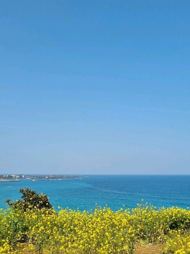 제주의 봄은 노란색💛