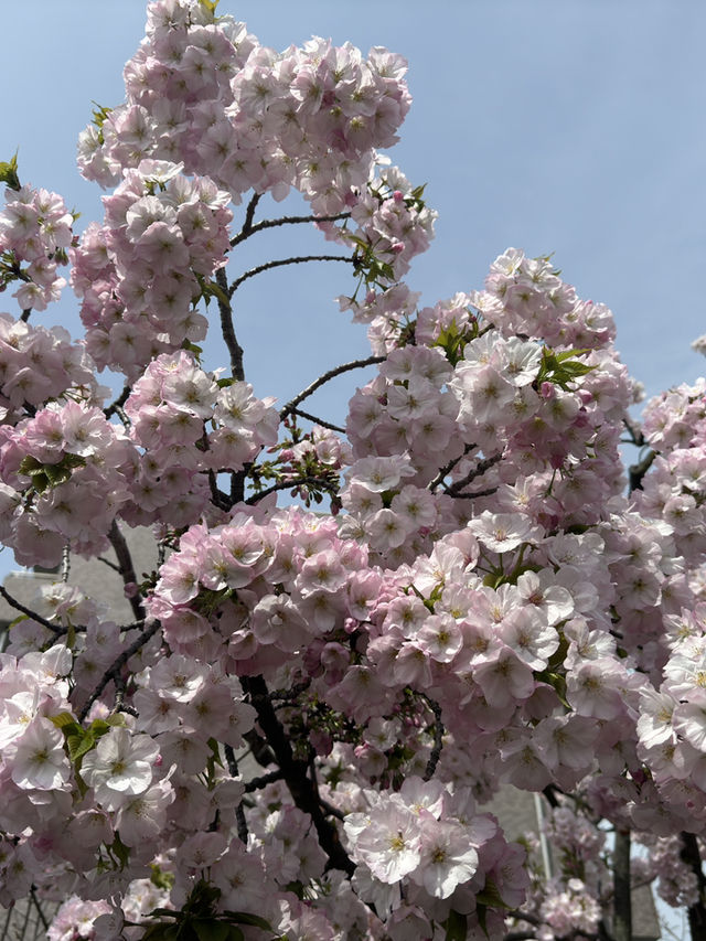 大阪櫻花一日旅：沉醉在粉色花海中 🌸