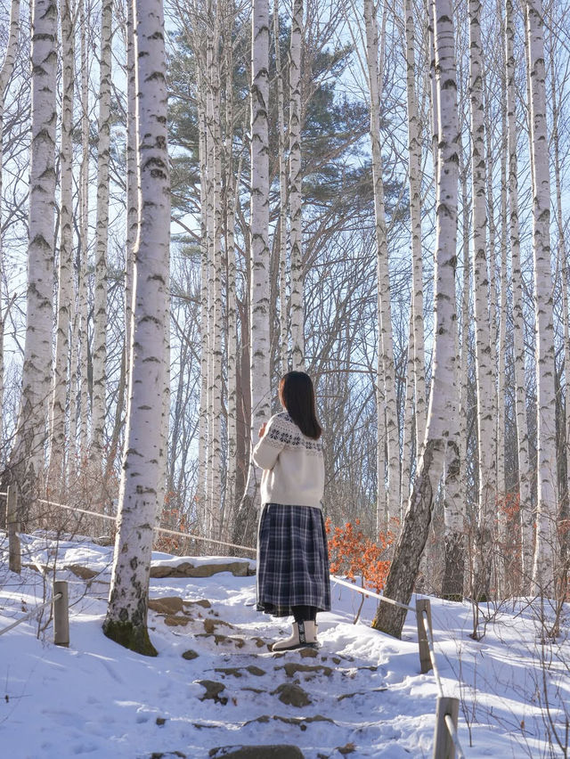 흰 빛깔 눈밭 위 새하얀 자작나무들이 속삭이는 숲❄️🤍
