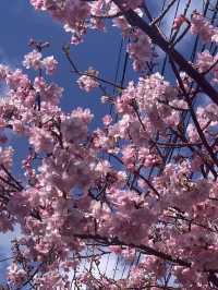 錦系公園的河津櫻：驚艷的早春絕景 🌸