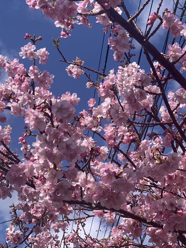 錦系公園的河津櫻：驚艷的早春絕景 🌸