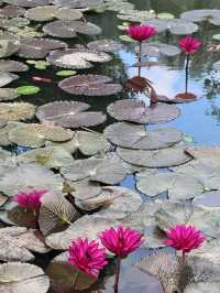 Lush Tropical Paradise - Singapore Botanic Gardens