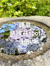 鎌倉紫陽花スポット3選