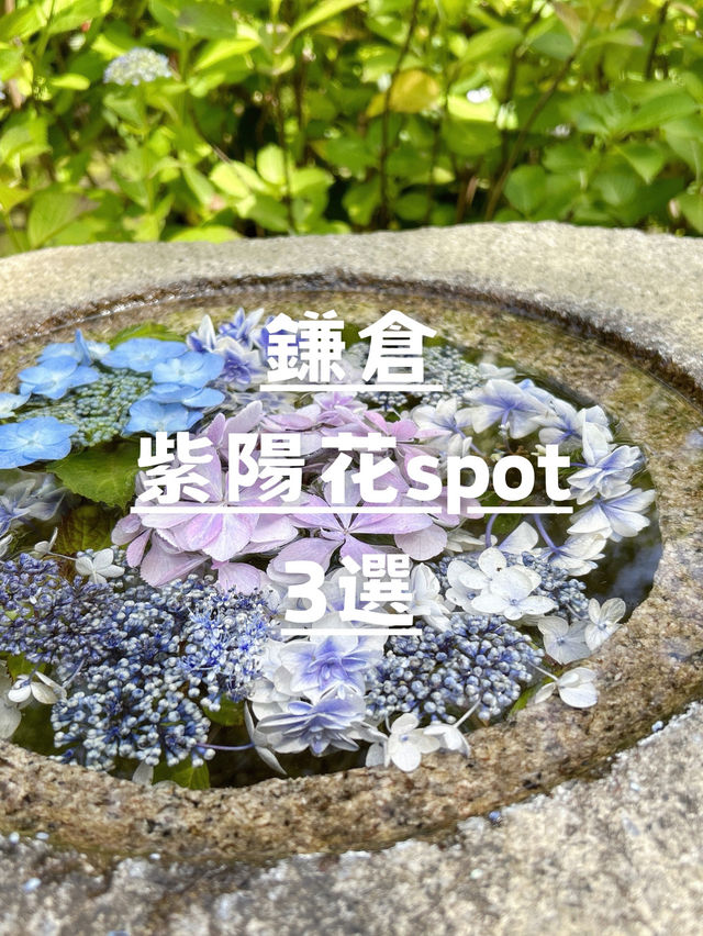 鎌倉紫陽花スポット3選