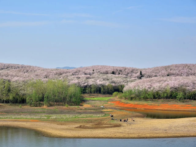 貴安櫻花園賞櫻美景