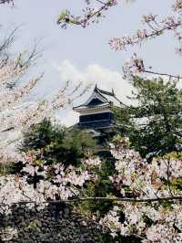 長野旅行🌸松本城。櫻之盛放